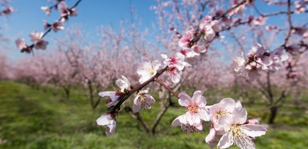 Ζημιές από τον παγετό σε δενδρώδεις καλλιέργειες 