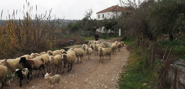 Κύμα εξόδου κτηνοτρόφων λόγω κόστους