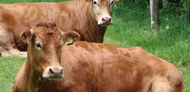 Η Ελασσόνα εξάγει βοοειδή στην Αλβανία