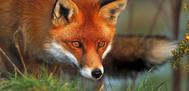 Εμβολιασμός κατά της λύσσας κόκκινων αλεπούδων