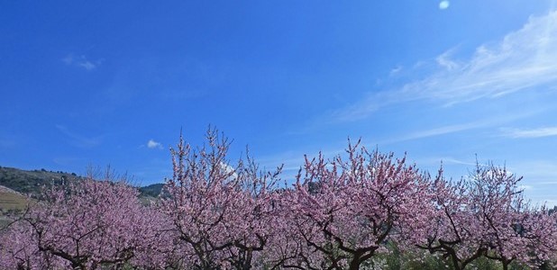 Αδικημένοι οι αμυγδαλοπαραγωγοί Αγιάς και Ελασσόνας