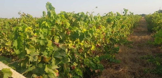 Σε απόγνωση αρδευτές του ΤΟΕΒ “Μάτι” Τυρνάβου