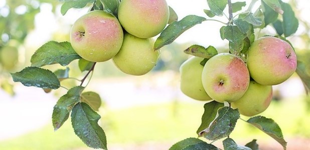 Πληρώνονται οι αποζημιώσεις για μήλα και κάστανα