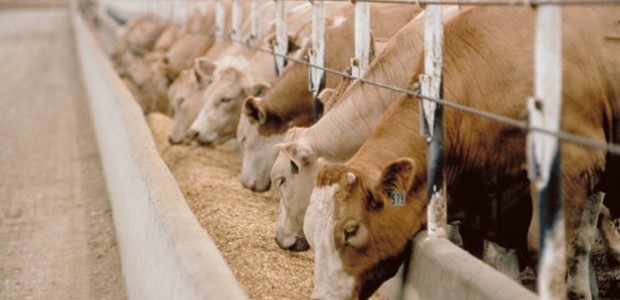 ΕΛΓΑ: Την επόμενη εβδομάδα πληρωμή 110 εκατ. ευρώ