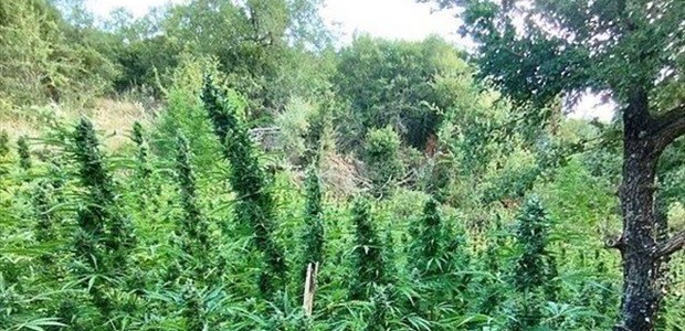 Στο φως πάνω από 3.000 δενδρύλλια κάνναβης
