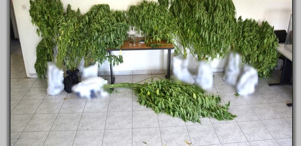 Καλλιεργούσε δενδρύλλια κάνναβης στο σπίτι του 