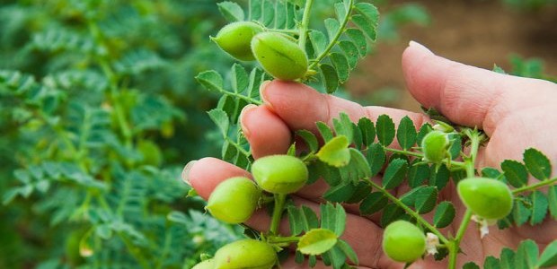 Αυξητικές τάσεις για τις καλλιέργειες φασολιού και ρεβιθιού