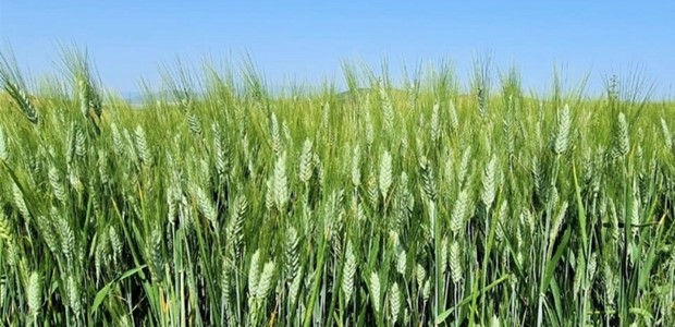 Προβληματική η φετινή σοδειά των σιτηρών