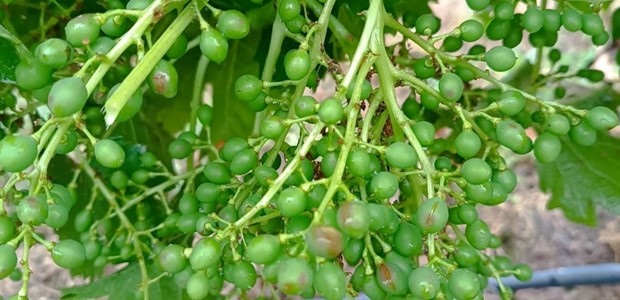 Το χαλάζι χτύπησε για τρίτη φορά καλλιέργειες στον Τύρναβο