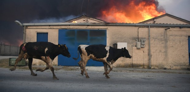 Ολοκληρώθηκε η ταφή 3.000 ζώων που χάθηκαν στη φωτιά