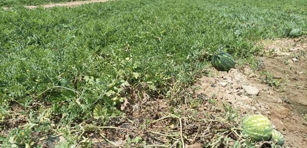 Μειωμένη η φετινή παραγωγή καρπουζιών στο Μακρυχώρι 