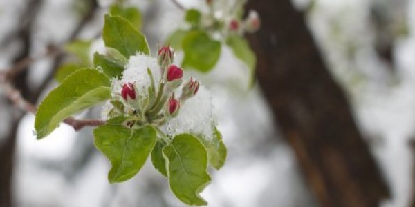 frost.minagric.gr: Εφαρμογή προς τους αγρότες για τον παγετό