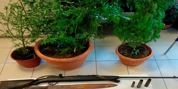 Καλλιεργούσε δενδρύλλια κάνναβης στο σπίτι του 