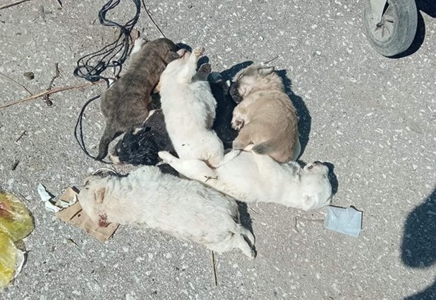 Επνιξαν 6 κουτάβια και τα πέταξαν στα σκουπίδια