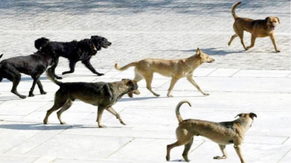 Νέα επίθεση αγέλης σκύλων σε παιδί στα Κάτω Λεχώνια
