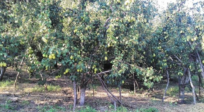 Τρεις νέοι αξιοποιούν το εύφορο έδαφος της Ζαγοράς